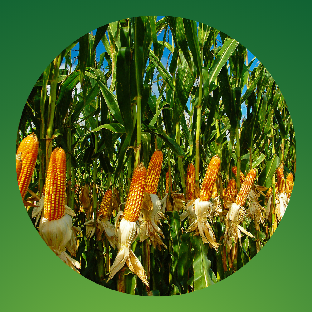 Agricultura